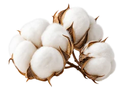 Open cotton bolls with white fibers and brown husks.