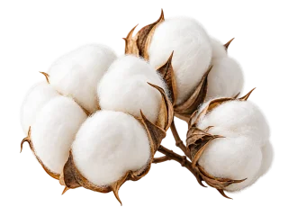 Open cotton bolls with white fibers and brown husks.